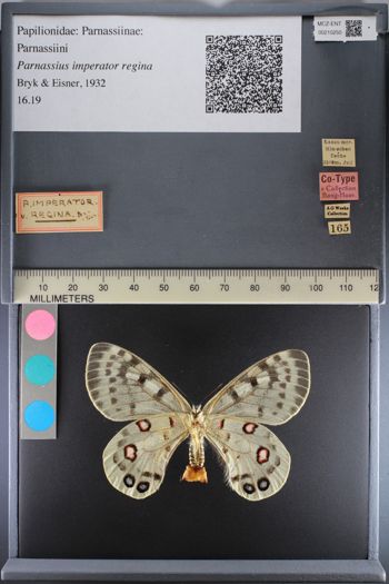 Media type: image;   Entomology 210250